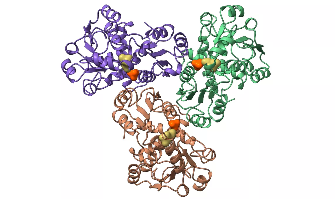 Struktura molekularna enzymu