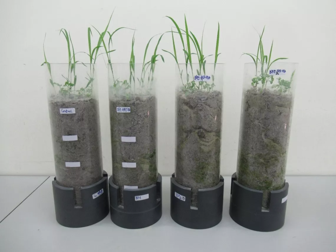 Widok modelowych ekosystemów glebowych