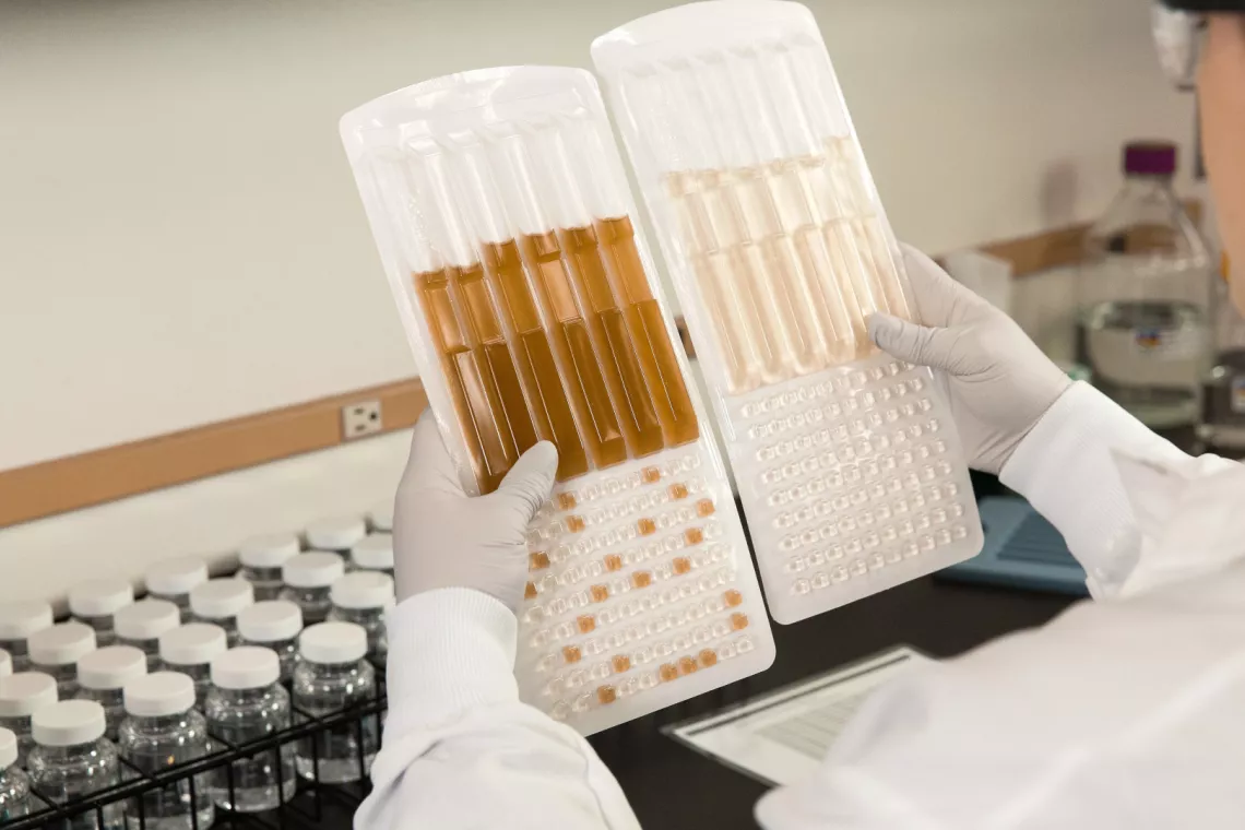 Testy Legiolert do wykrywania bakterii Legionella pneumophila