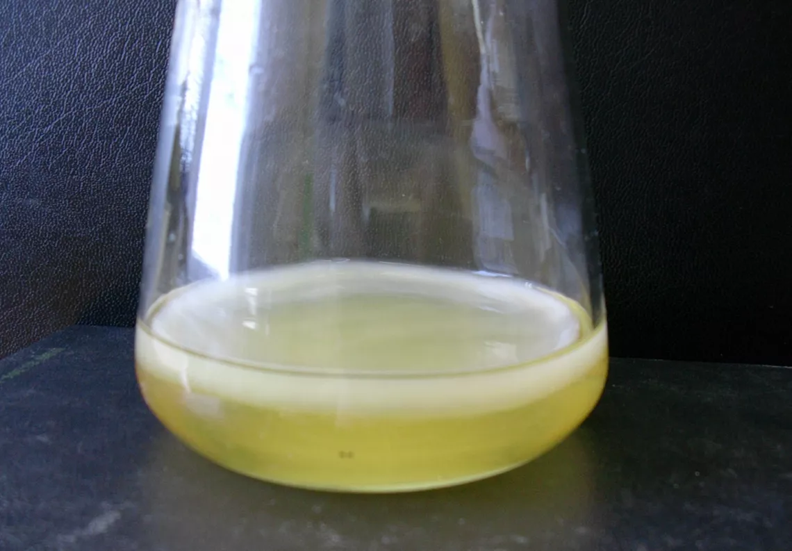 Dwudniowa błona celulozowa w hodowli stacjonarnej bakterii Gluconacetobacter xylinus